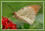 Schmetterling