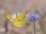 Colias hyale