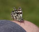 Schmetterling1