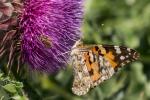 Schmetterling und Mitesser