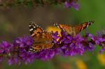 Distelfalter (Vanessa cardui)