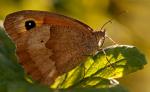 Schmetterling