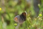 Erebia tyndarus