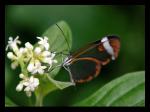 Neglisheschmetterling