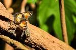 Entebbe Schmetterling