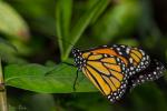 Danaus plexippus