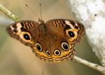 Junonia evarete