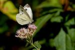 Kohlweißling (Pieris brassicae)