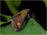 Pyrausta aurata