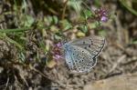 Thymian Ameisenbläuling