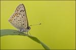 Schmetterling 2