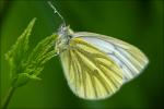 Schmetterling 2