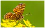 Ein Schmetterling