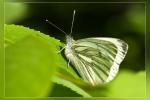 Schmetterling