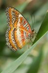 Leoparden-Netzflügler (Cethosia cyane)