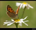 Schmetterling (kleiner Feuerfalter)