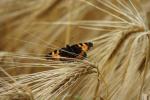 Schmetterling im Kornfeld