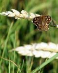 Schmetterling im Feld