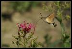 Fliegendes Taubenschwänzchen