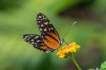 Tiger-Passionsfalter (Heliconius ismenius)