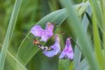 Unbekannter Schmetterling