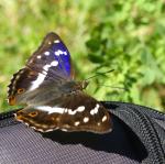 Schmetterling