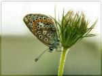 Common Blue - Hauhechelbläuling