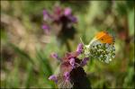 Schmetterling-der-Begierde