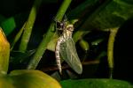 Libelle beim Schlüpfen