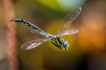 Blaugrüne Mosaikjungfer (Aeshna cyanea) männl.