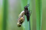 Vierflecklibelle beim Schlüpfen [2]