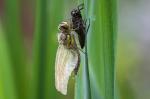 Vierflecklibelle beim Schlüpfen [5]