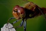 Blutrote Heidelibelle (Sympetrum sanguineum)