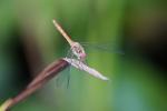 Libelle am Teich