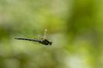 Blaugrüne Mosaikjungfer (Aeshna cyanea) im Flug