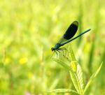 Libelle mit Makroobjektiv