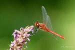 Libelle geändert