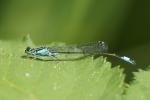 Kleinlibelle - ungeschärfter Ausschnitt - mit 100-400GM