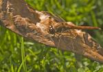 Libelle auf Blatt