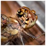 Libelle am Fenster