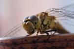 Besuch im Garten