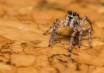 Jumping Spider ~5mm