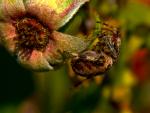 Araneus diadematus (Gartenkreuzspinne)