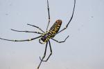 Nephila Pilipes