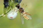 Krabbenspinne mit Beute