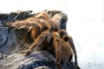 Grammostola porteri