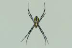 Spinne