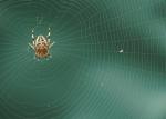 Spinne im Netz