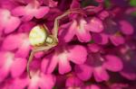 Spinne auf Pyramidorchis