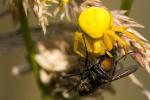 veränderliche Krabbenspinne mit Beute